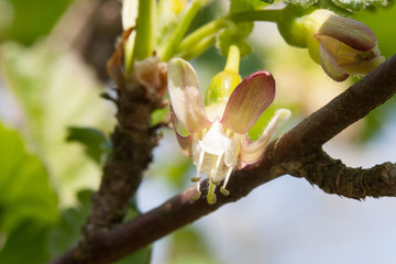 Flowers of  blooming gooseberries