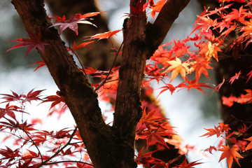紅葉