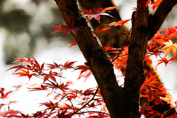 紅葉