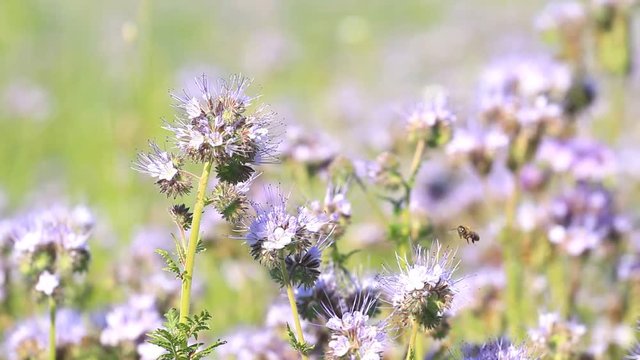 Blossom phacelia flowers and pollinate bees