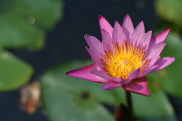 Beautiful purple tropical water-lily, lotus with blurred green leaf on water surface background in a sunlight.