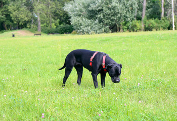 Cane corso dog in the park..
