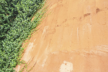  green fern leaves on old cement wall, Vintage color effect style, orange wall,Old walls of the orange stone stacked beautifully, red brick wall