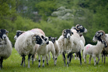 Obraz premium Sheep above Windermere in English Lake District