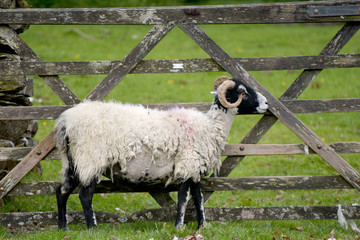 Sheep near Bowness in English Lake District