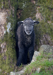 Black lamb in tree trunk, Borrowdale, Lake District