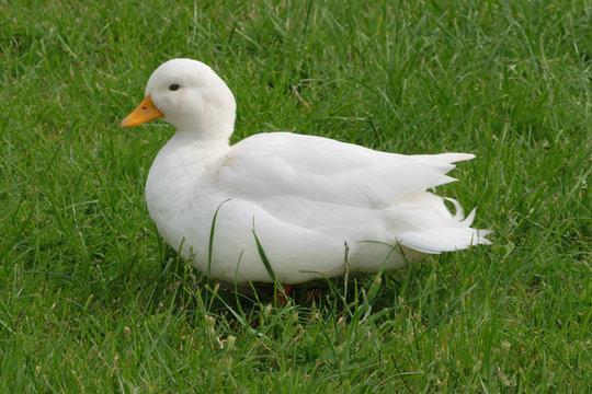 White Call Duck 