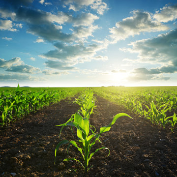 Green Corn Field In The Sunset.