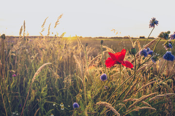 Fototapeta premium Kwiaty polne wzdłuż dróg w letni krajobraz