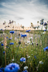 Blooming wild poppies, cornflower and chamomile on the meadow at summertime