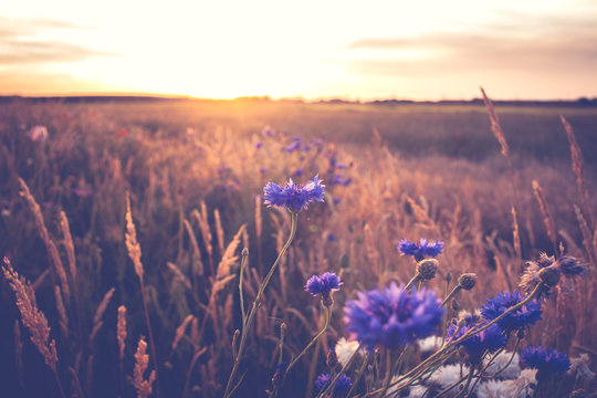 Fototapeta Blue cornflowers at warm, atmospheric summer evening