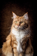 Fototapeta na wymiar Maine Coon Katze sitzend