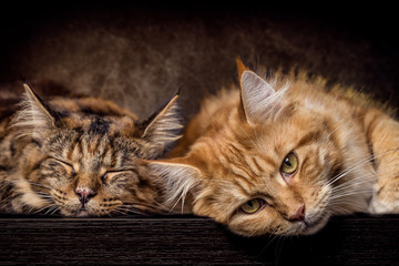 Maine Coon Katzen kuscheln
