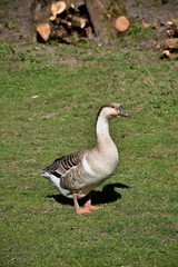 Goose on the walk