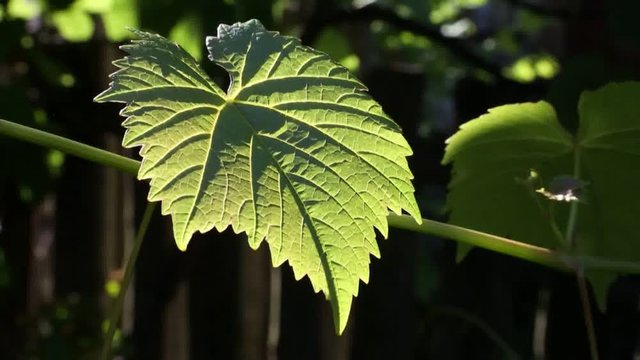 Leaf of grapes in the evening rays of Sun.
The picture is taken against sunlight.
