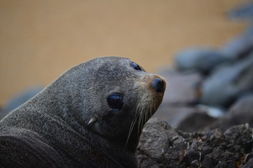 Naklejka premium Seal in New Zealand