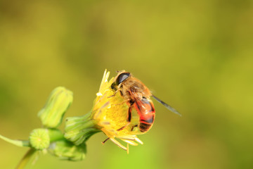 Bee