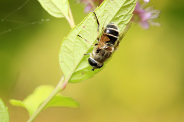 Bee