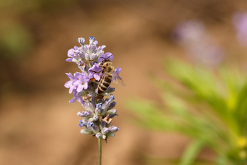 Macro shot of a honey bee on a lavender blossom against blurred natural background. Process of pollination