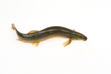 A loach is isolated on a white background