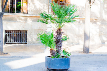 Decorative palm tree for landscape and road decoration