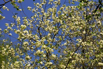 Beautiful white cherry blossoms in spring 