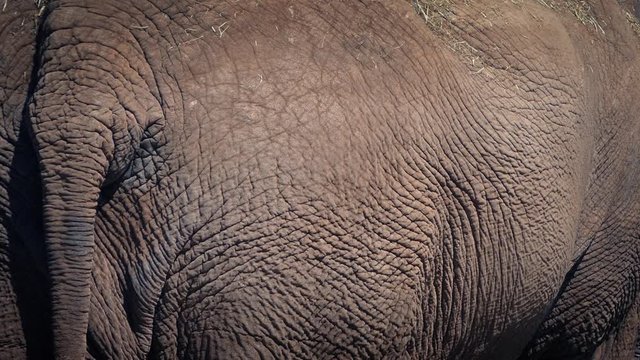 Elephant Body Closeup