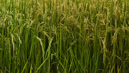 Jasmine Rice field