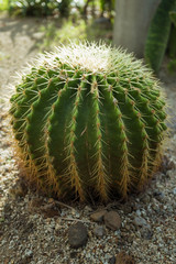  Cactus In the garden of happiness