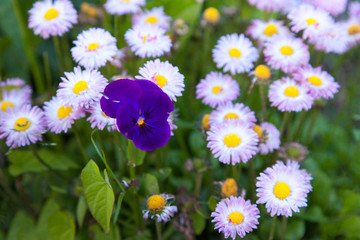 lonely purple viola grows among pink daisies