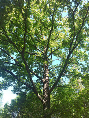Big tree in forest on a sunny day