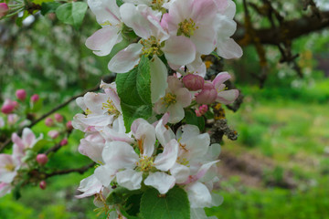 Flowering branches of apple trees, in a rustic garden.