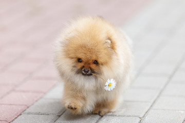 Confident puppy of breed German Spitz bears chamomile in his teeth