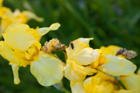 Bug fireman sits on yellow iris, cantharidae