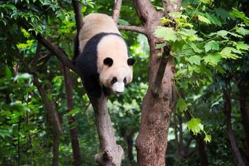 Giant panda in a tree