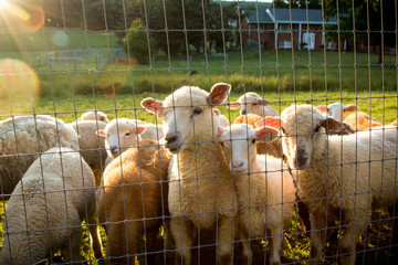 Friendly Flock of Sheep