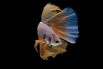 Halfmoon Betta Fish