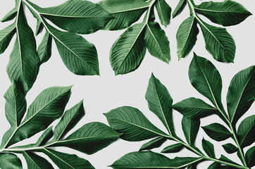 Fototapeta na wymiar green leaf pattern on white background