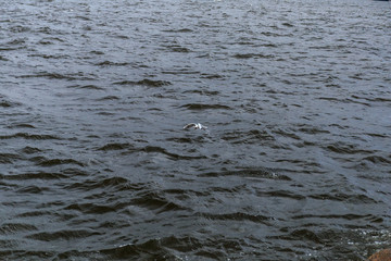 Seagull, flying low over the river