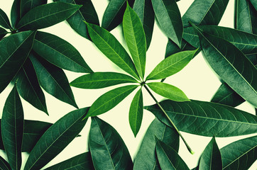 green leaf pattern border on white background