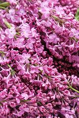 Purple lilac flowers background