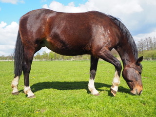 Obraz premium Pferd steh auf grüner Weide