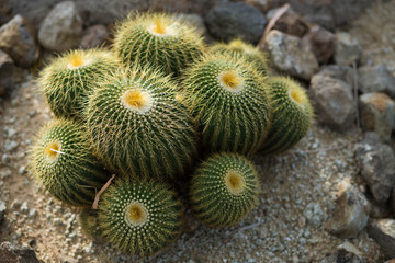  Cactus In the garden of happiness