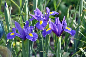 Iris Gruppe im Garten