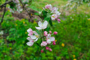 Flowering branches of apple trees, in a rustic garden.
