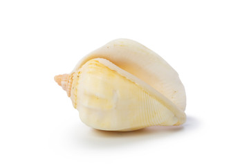 Seashell isolated on white background