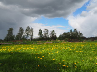 Saftige Grüne Wiese