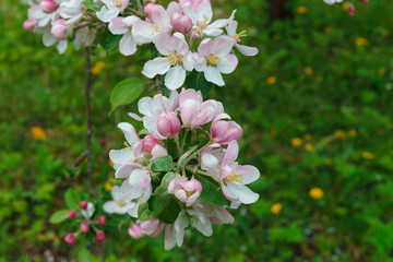 Flowering branches of apple trees, in a rustic garden.
