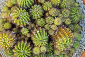  Cactus In the garden of happiness