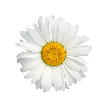 Isolated chamomile flower on white background